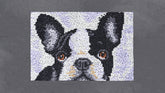 Charming Boston Terrier Portrait - Latch Hook Rug Kit